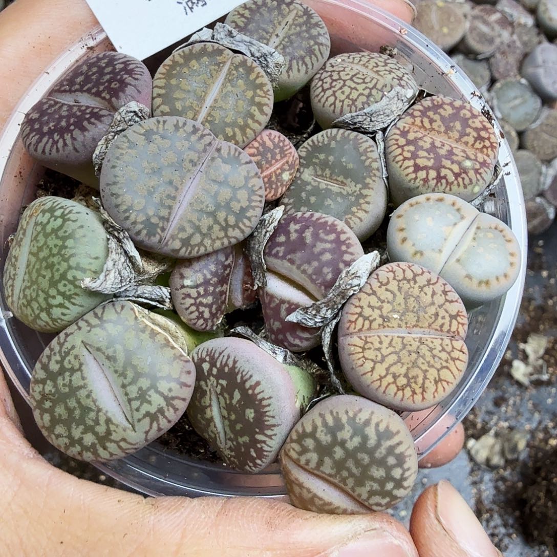 就这样在这个城市生活很112这个