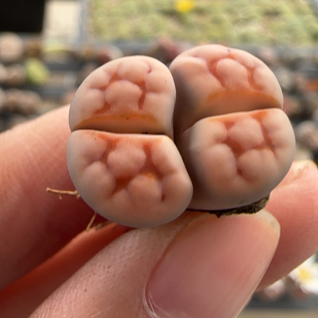 11.12号爱萌多肉c223清货福利8271