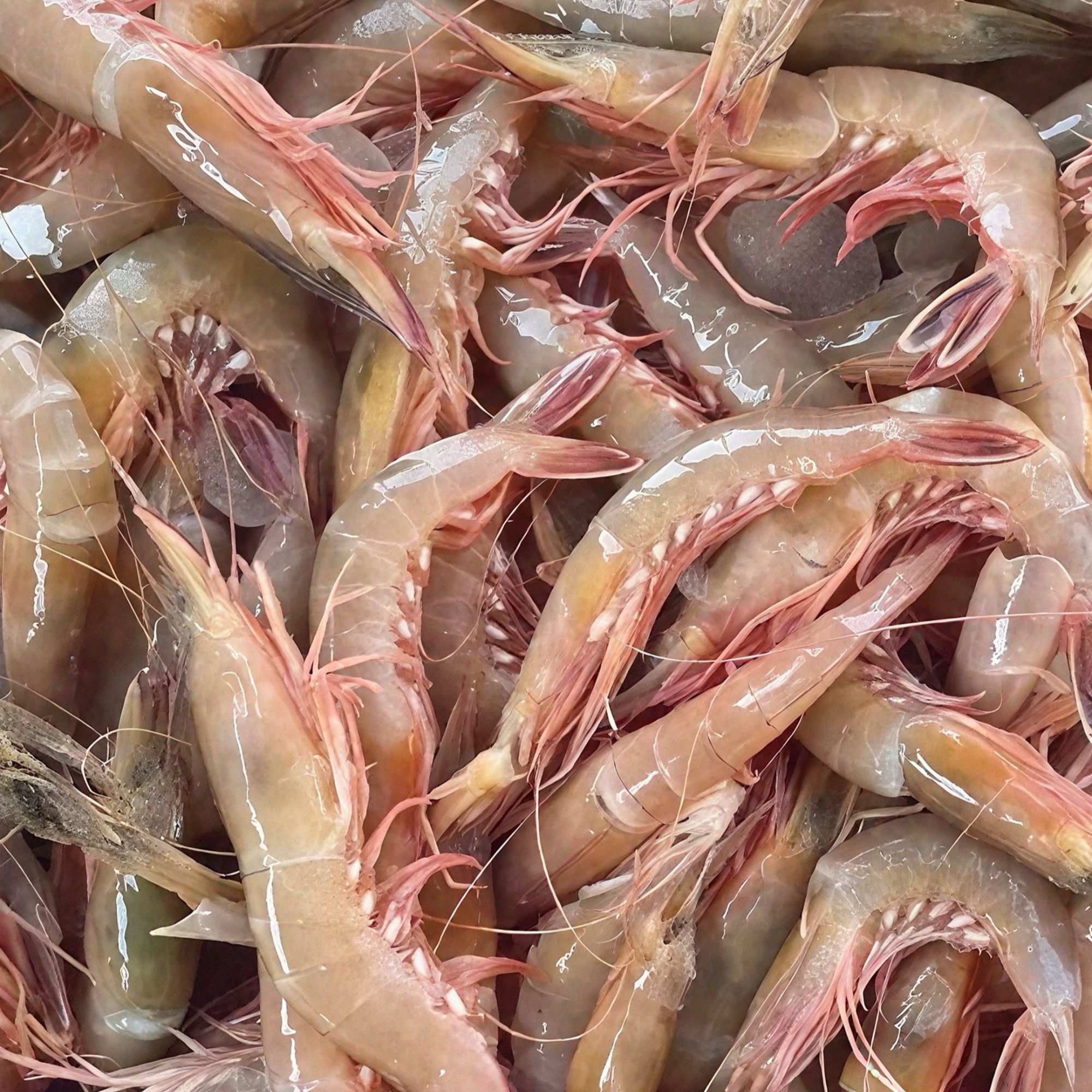 麻虾 沙卢虾3斤  阳江东平中心渔港 冷链配送 南海纯野生红须虾