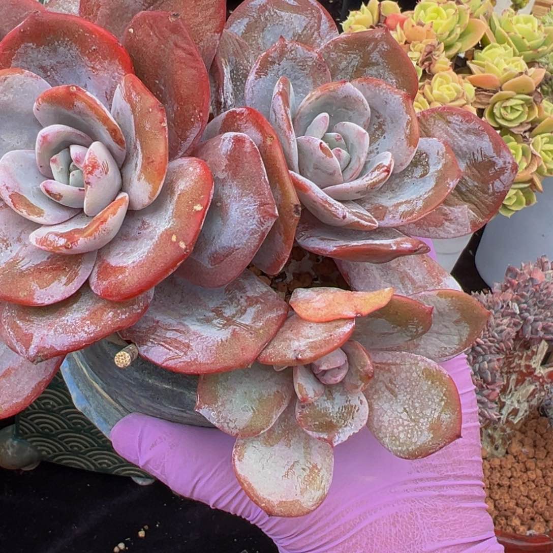 奶茶 新年快乐 新年快乐