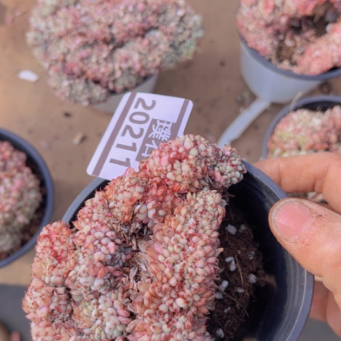 【闪购商品】姬莲缀20211有瑕疵