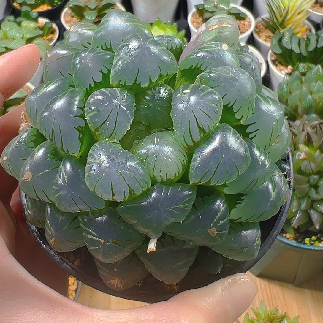 ღ***°5355玉露多肉植物一颗