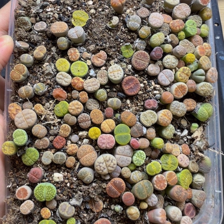 多肉植物的生长发育105
