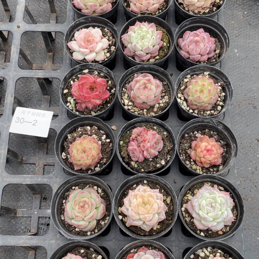 一物一拍18颗30-2