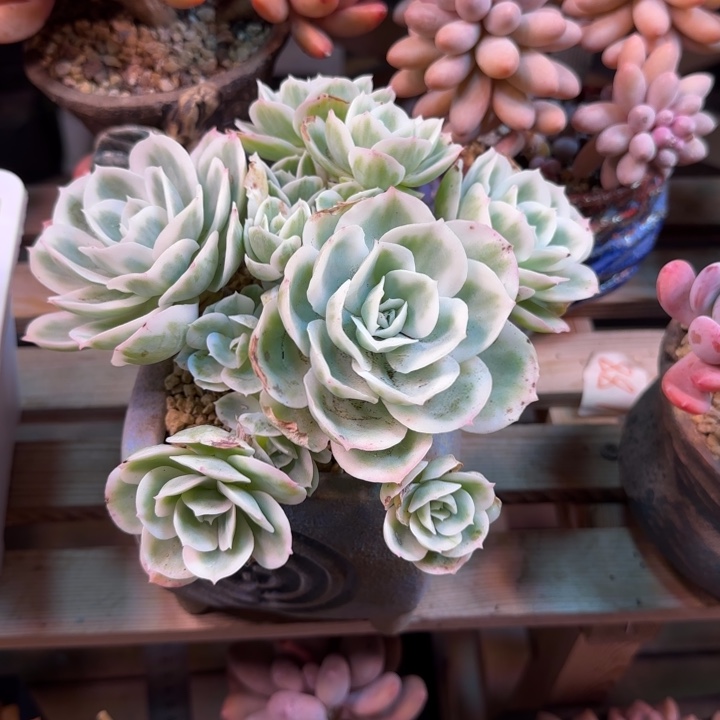 柠檬玫瑰多肉植物danshiyun