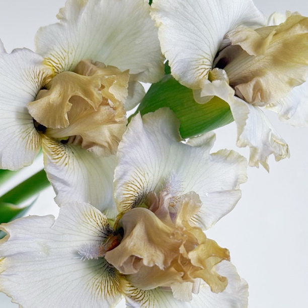 阿玛奇德国鸢尾种球盆栽新手易养护爆花强发货快