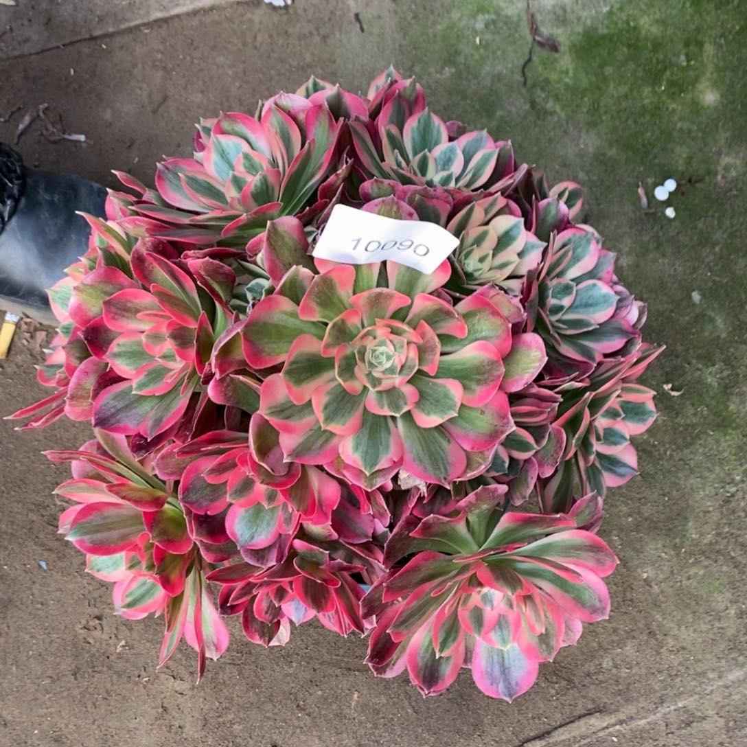 粉女郎多肉1颗10090号