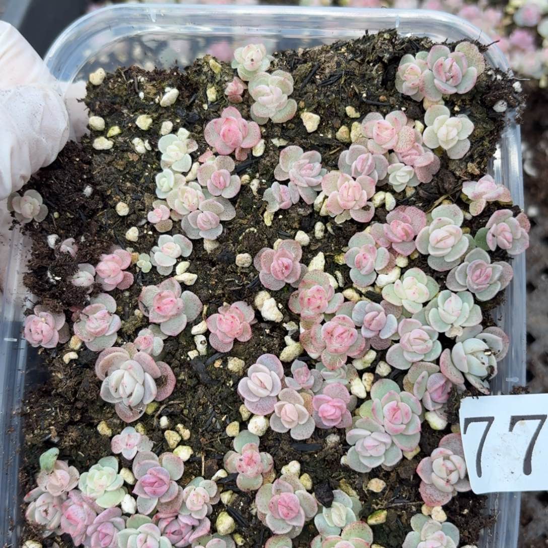 多肉植物多肉植物774