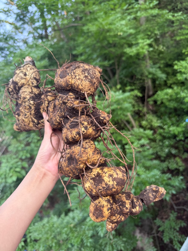 【金穗草本坊】黄色老姜老虎姜贵州深山野生下山货