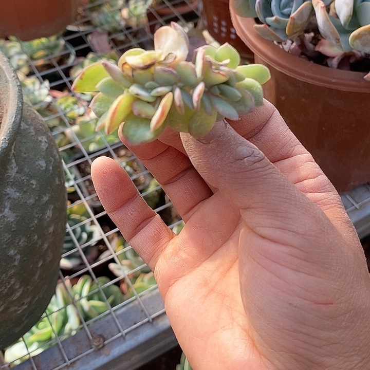 白凤血凤一物一拍