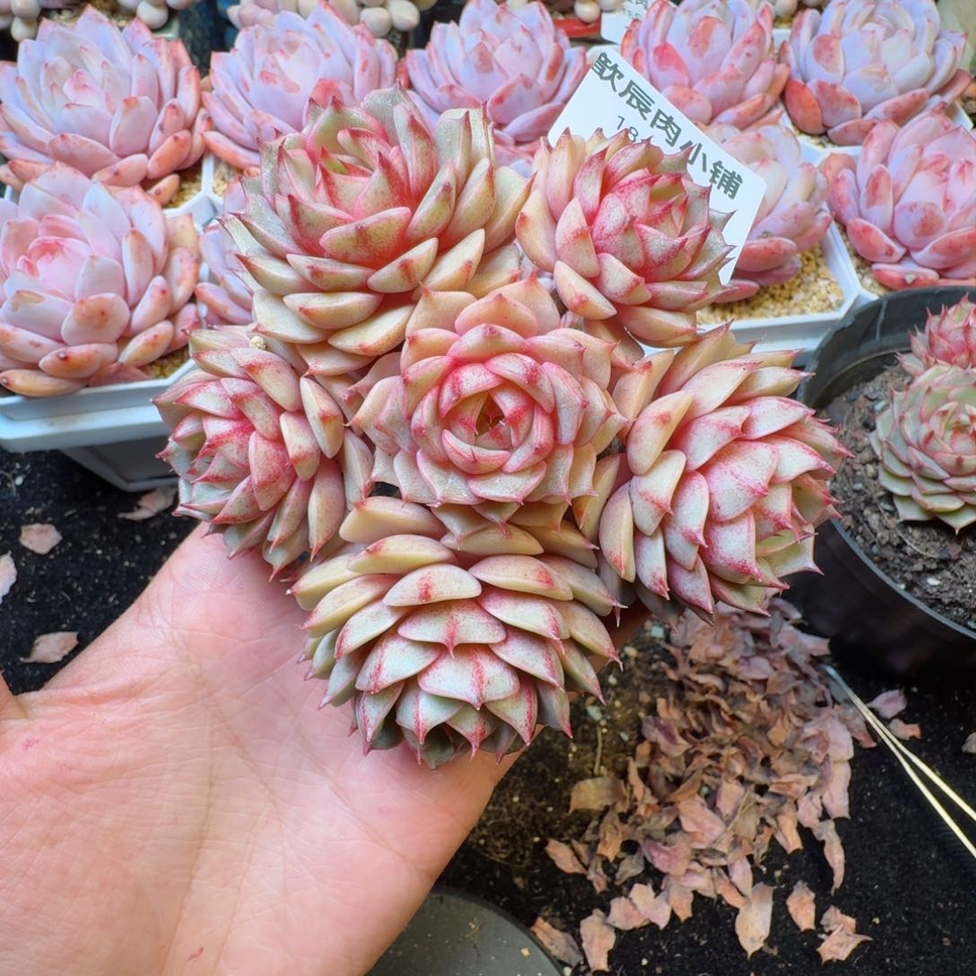 多肉植物  121  笨吧蒂斯