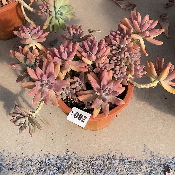 刘***莎082秋丽多肉植物多肉