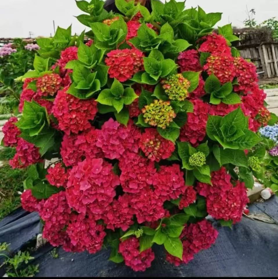 锄禾2【玫红妈妈】红色绣球红宝石高品质绣球-- 云南昆明发货  