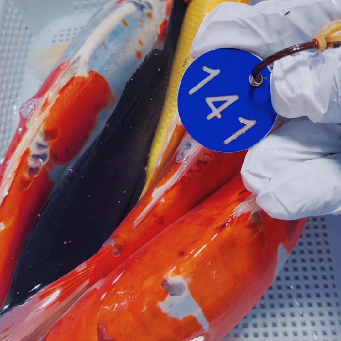 锦鲤锦鲤冷水观赏141