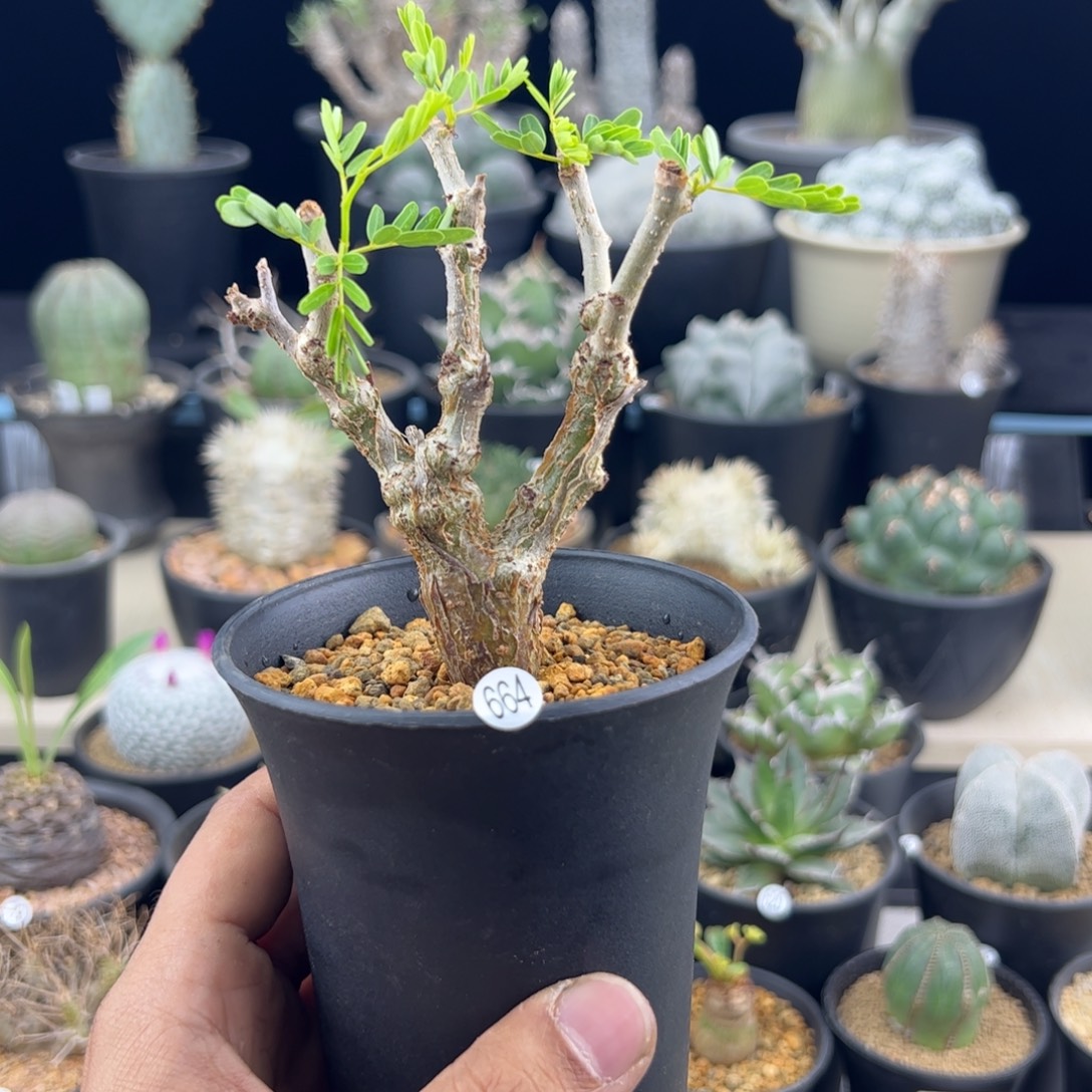 M***y沙漠苏木种播实生一物一拍