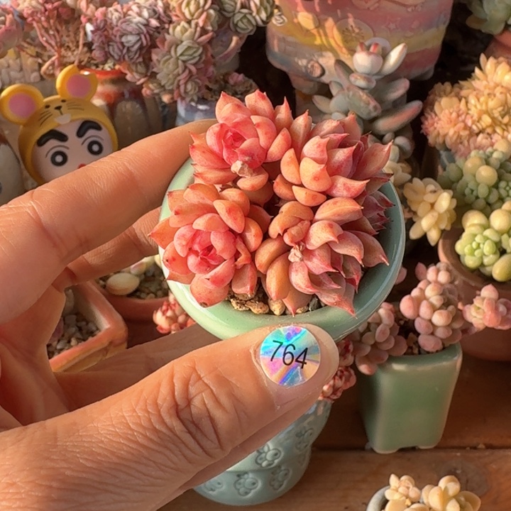 764 多肉含盆土30元包邮除偏远