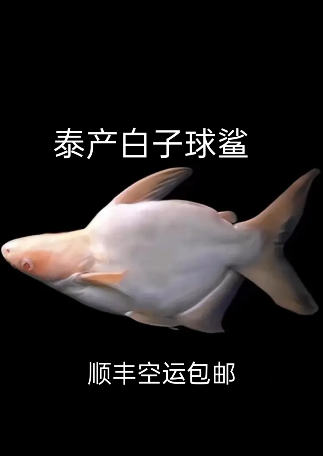 黄金招财猫鱼活体热带观赏鱼底层大型淡水宠物鱼混养