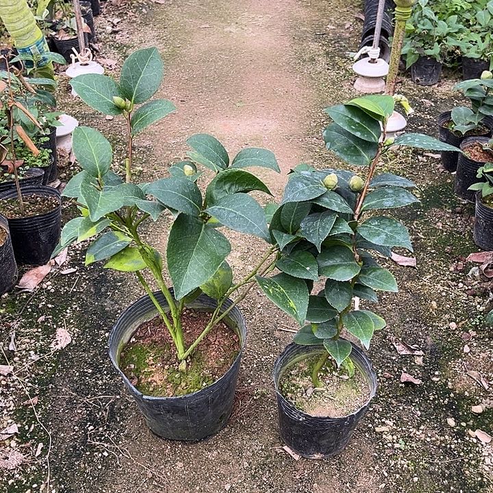 大部分花苞少量开放黑色雷丝加双色十