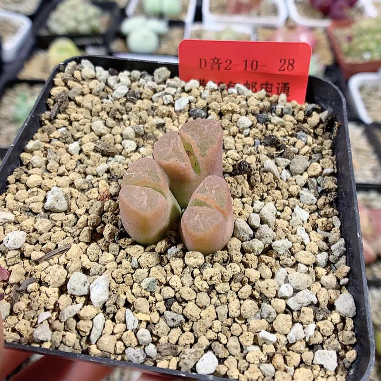 【闪购商品】2-10-28 风铃 20