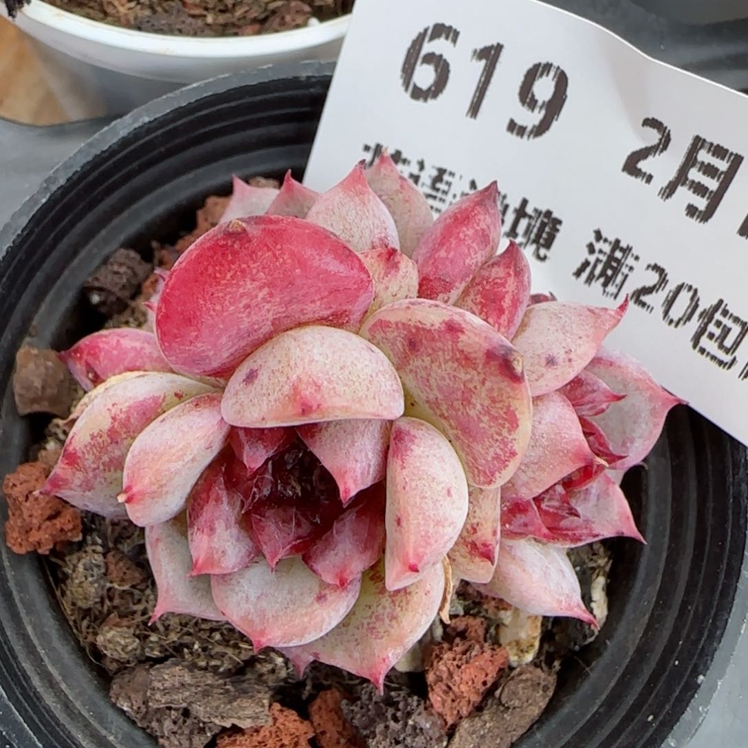 花语逸境0210-619