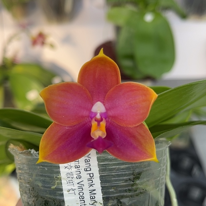 全部花苞洋洋分玛丽交霓虹灯