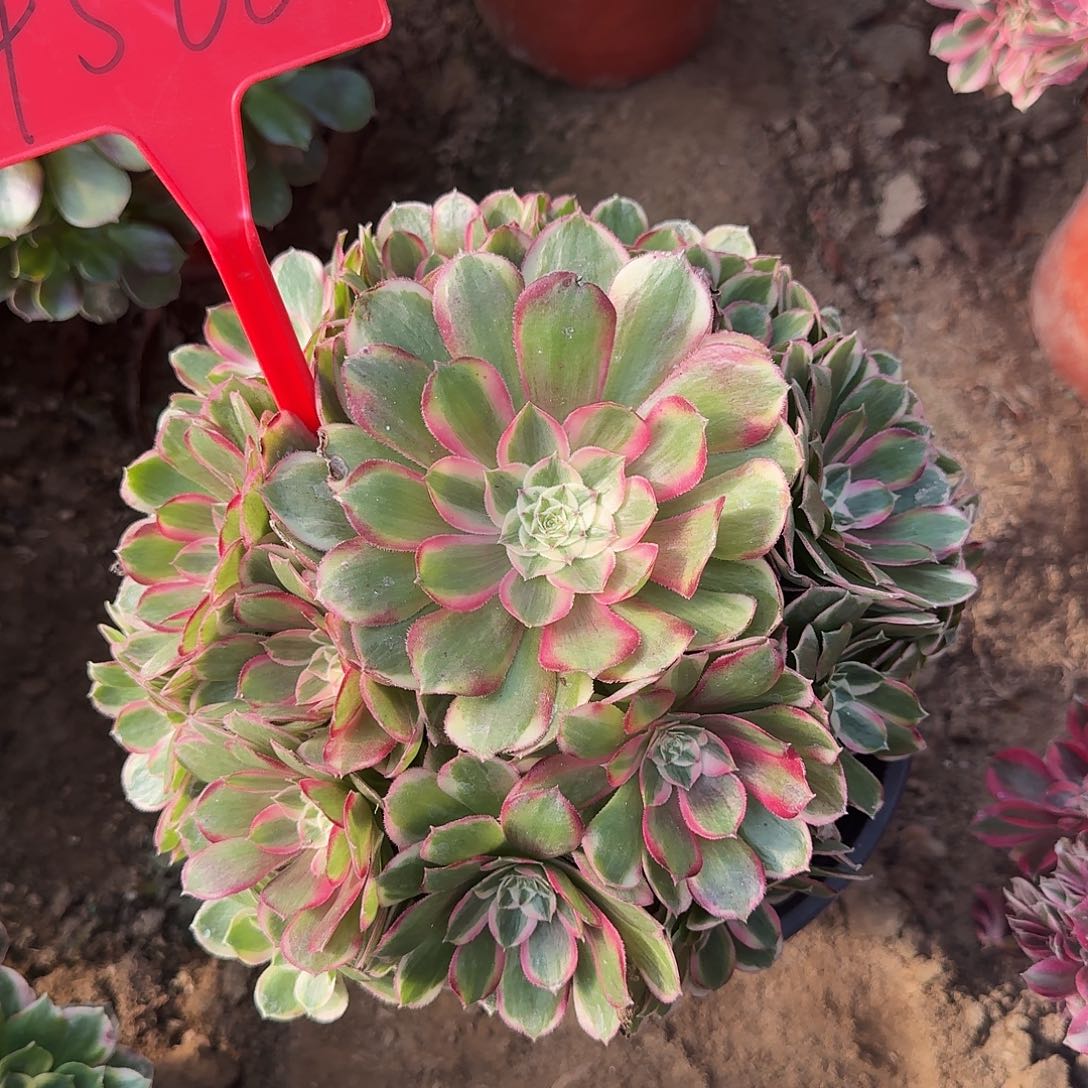 4566孔雀翎多肉法师