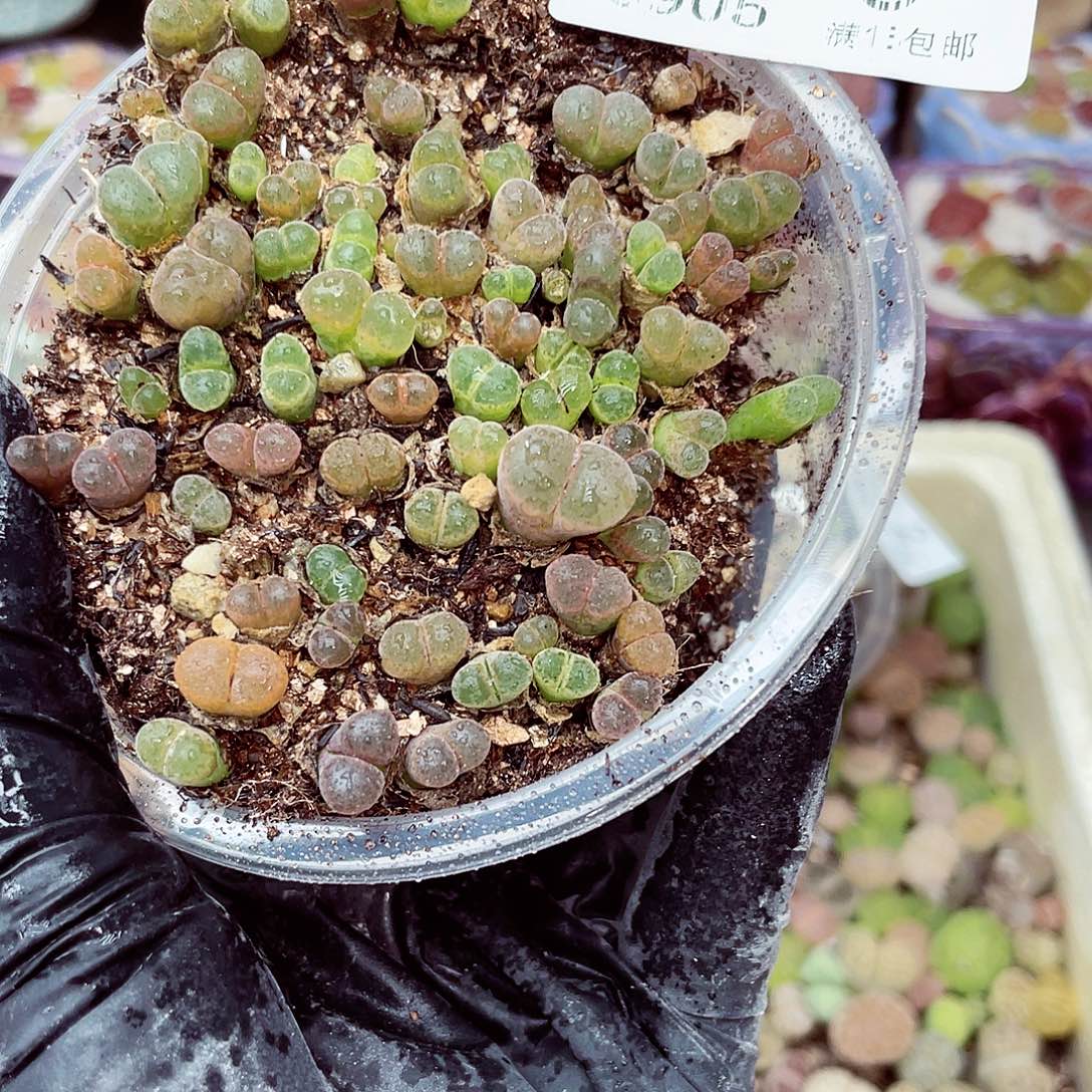 生石花满18包邮0905-3