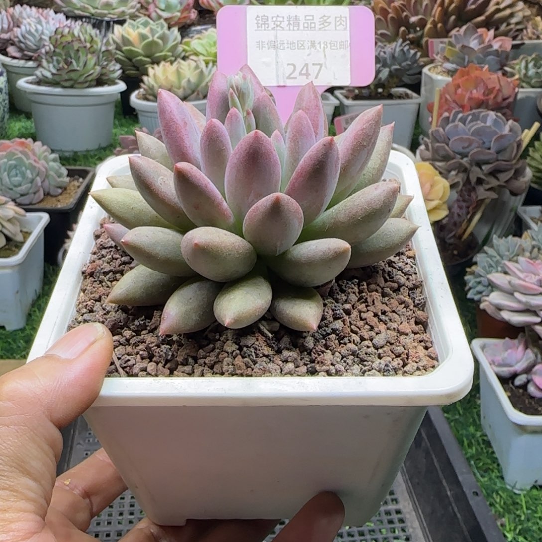 锦安精品多肉植物247