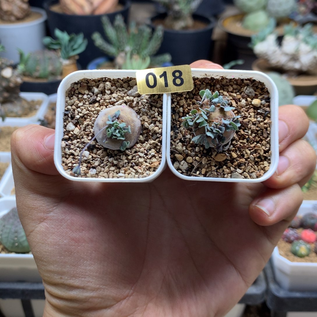 园艺格加厚敦菊母本多肉带盆