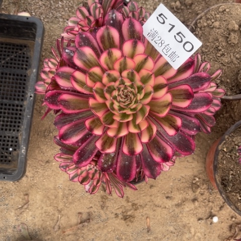 白月光多肉多肉5150