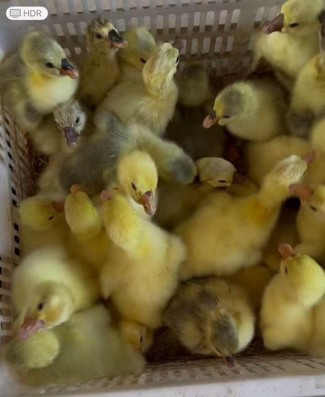 （三两）特大种狮头。娥 顺丰包邮