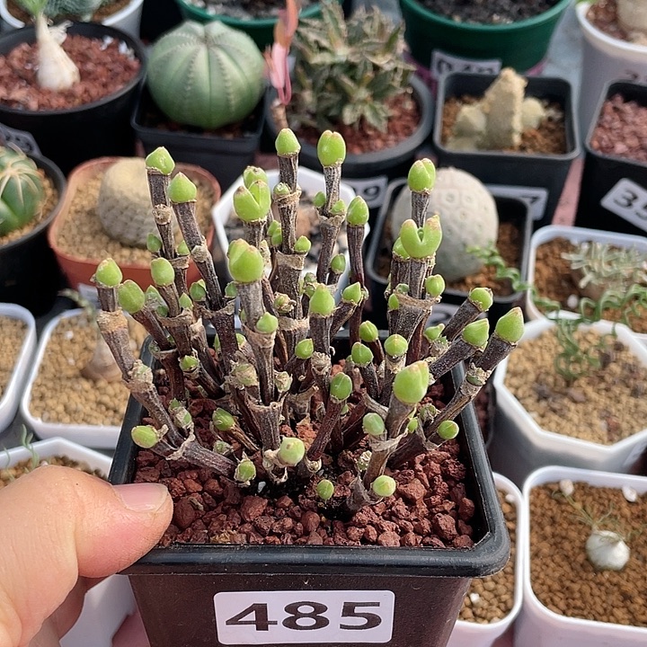 485大枝干兔子老桩