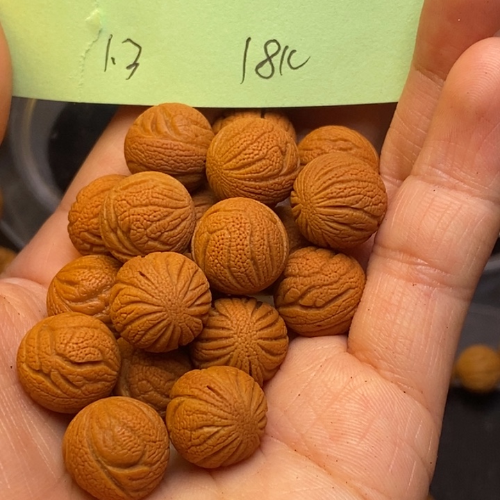 桃核吊坠秦岭龙纹桃核13尺寸