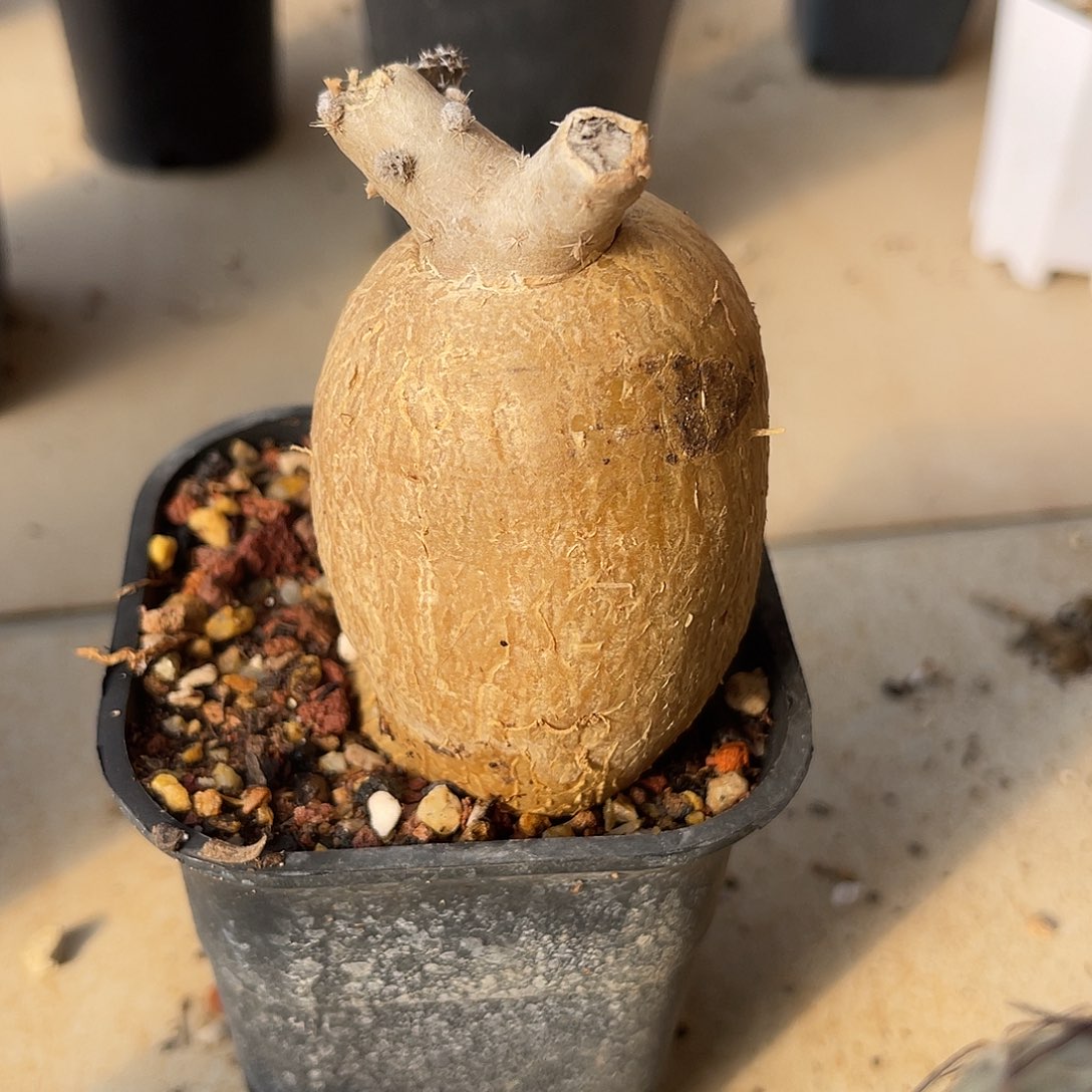 实生黑龙块根一物一拍