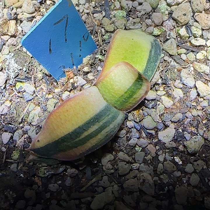 天***山特价卧牛锦苗，用券