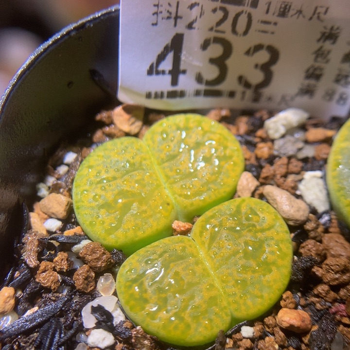 精品生石花220.433