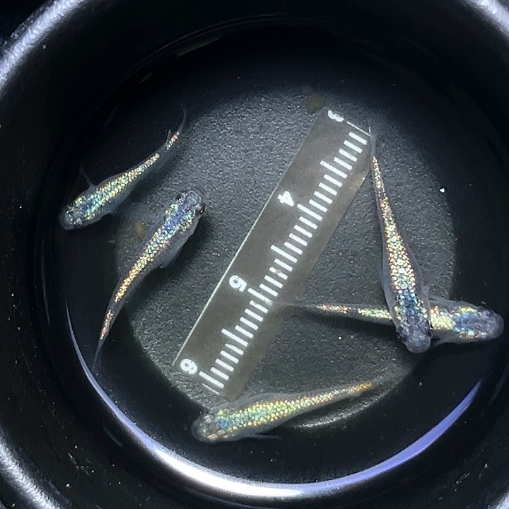 海水鱼观背青鱂055