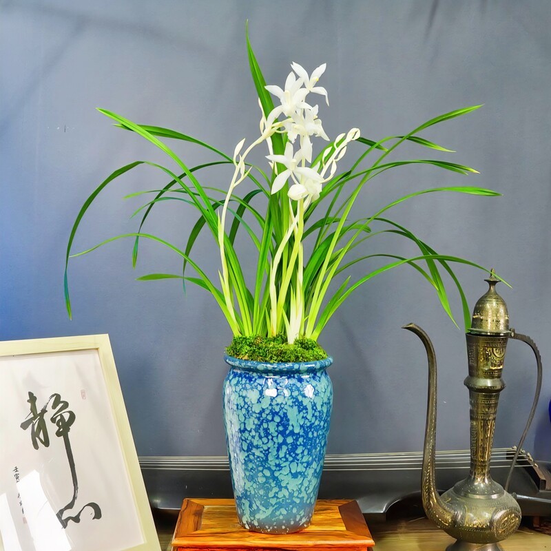 兰花墨兰[白雪]带花苞浓香型带陶瓷盆种好勤花勤芽好养易活
