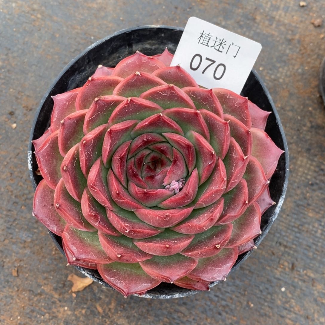 清****༇杂交精品多肉070