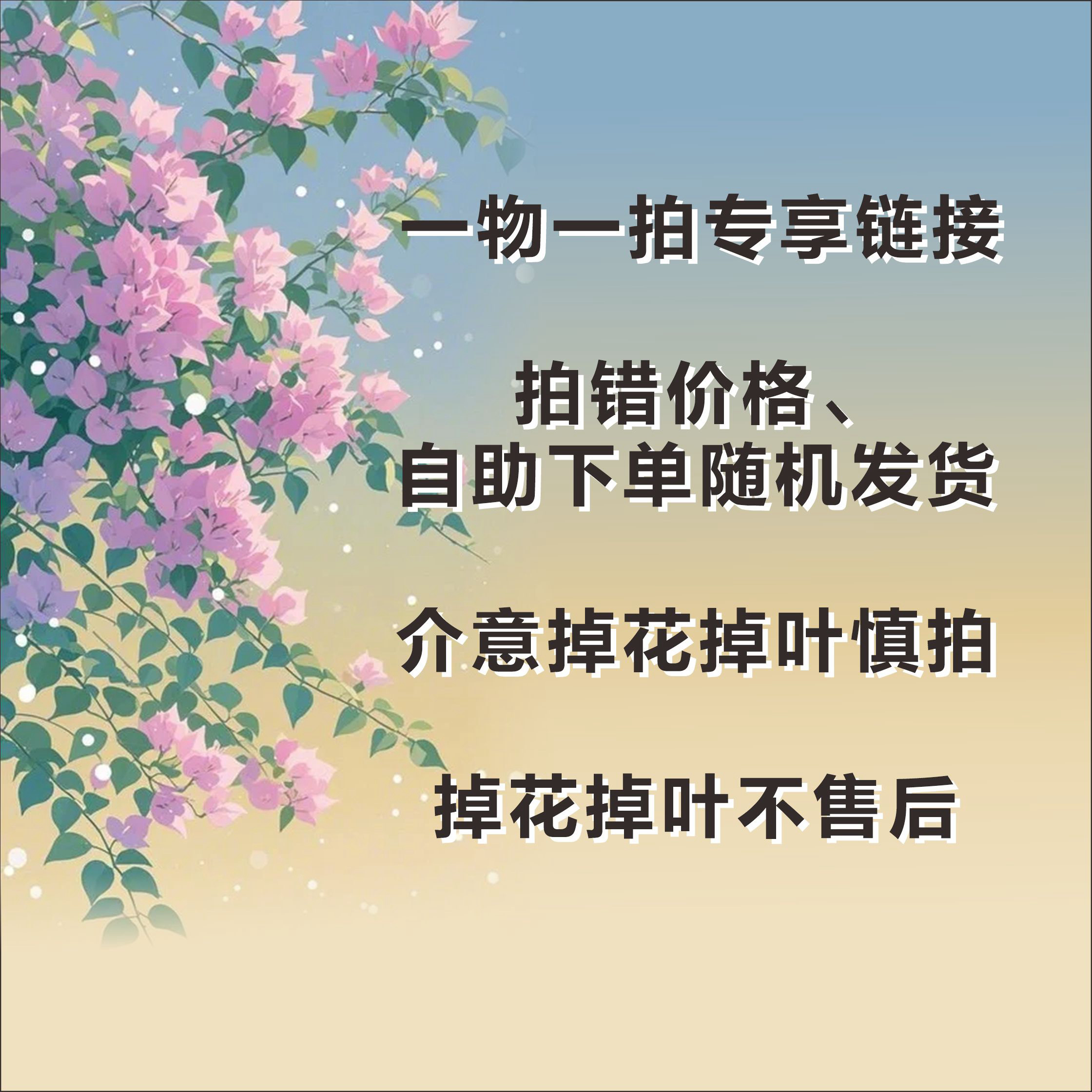 【直播间一物一拍】三角梅四季开花