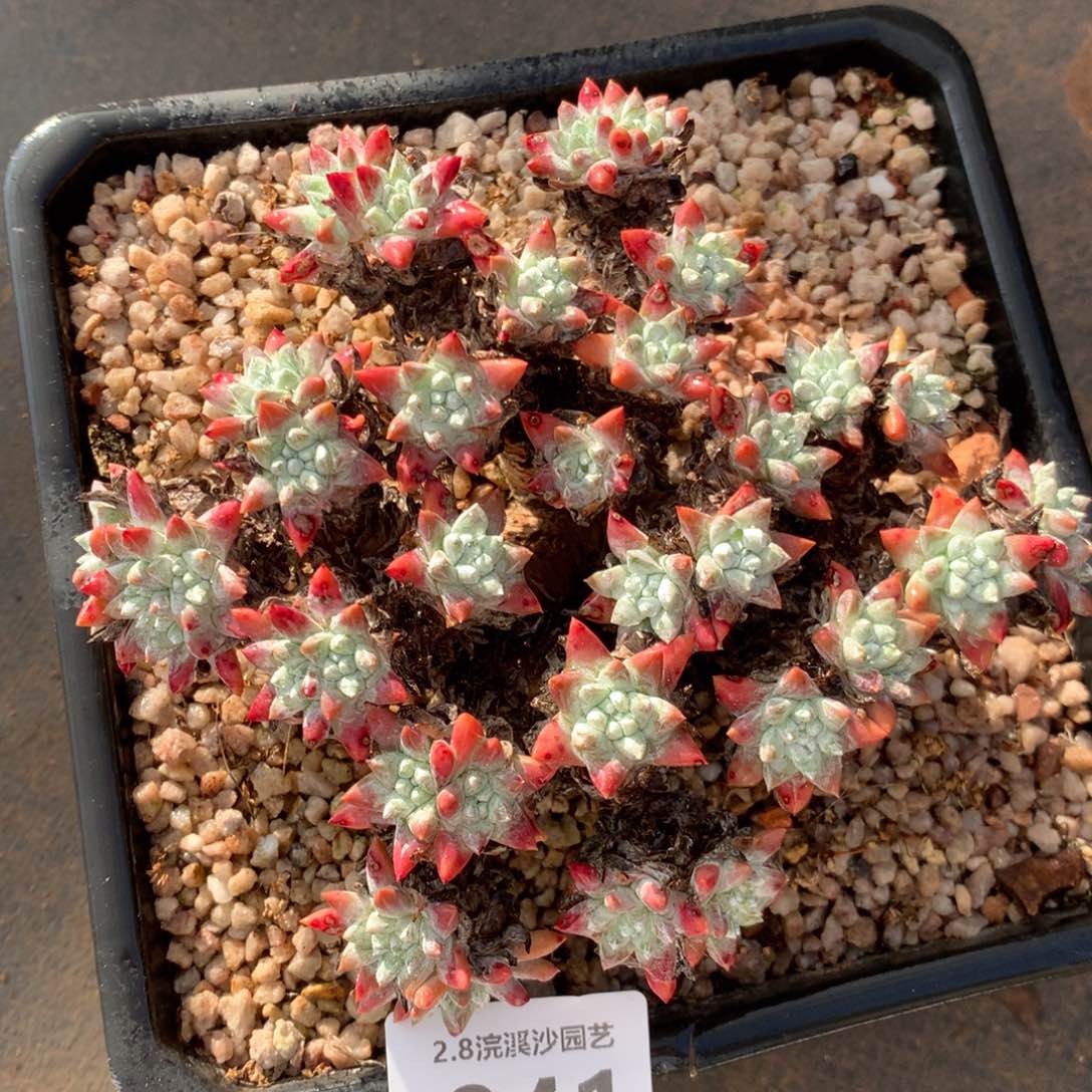 韩菊福利出041多肉植物