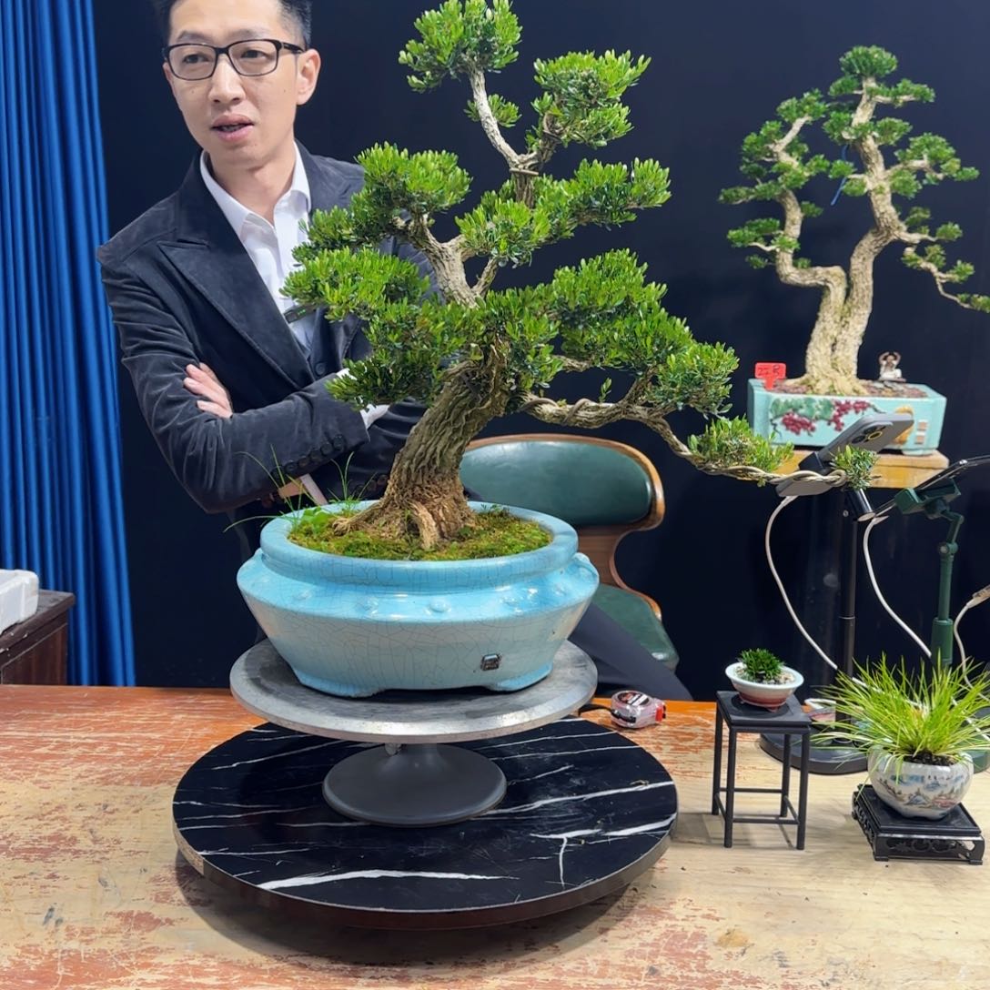 黄杨室内室外盆景艺术