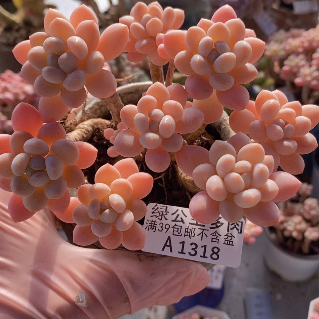 鱼子酱老桩10cm1318多肉植物