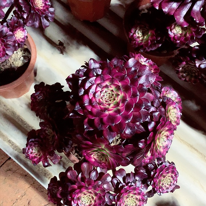 美姬的，多肉植物