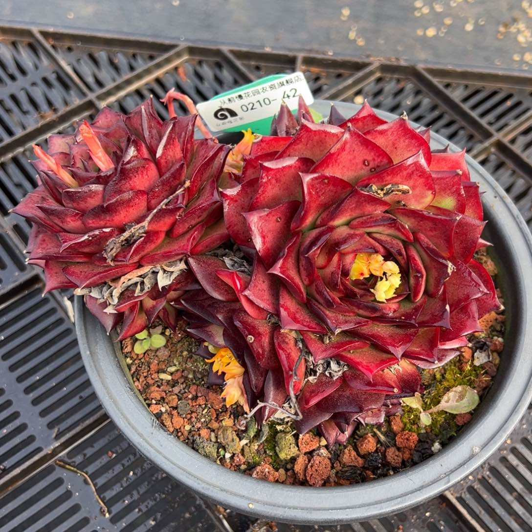 从前慢多肉精选编号0210.42