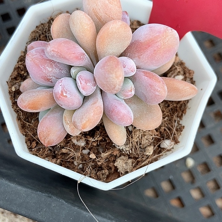 多肉植物粉兔朵朵3120多肉