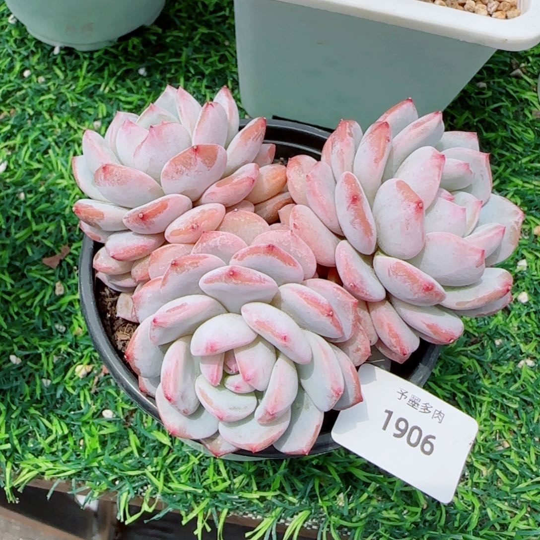 星星橙，1906多肉