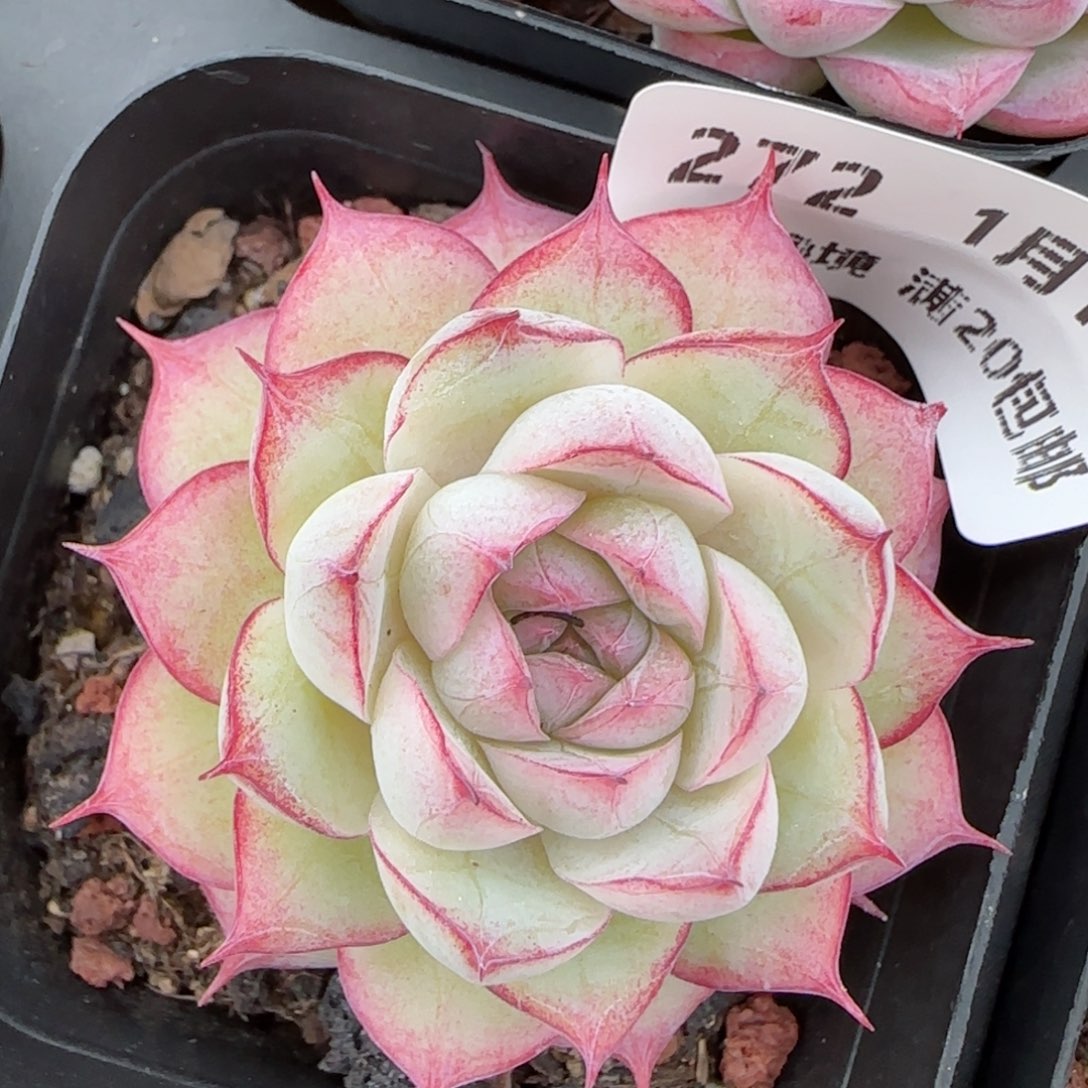 花语逸镜0116-272