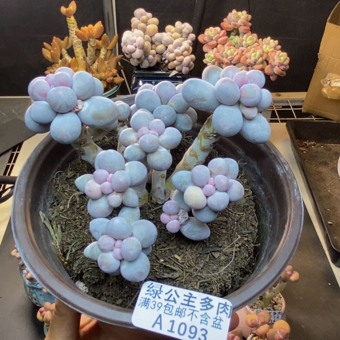 093香水手指奶多肉10c m