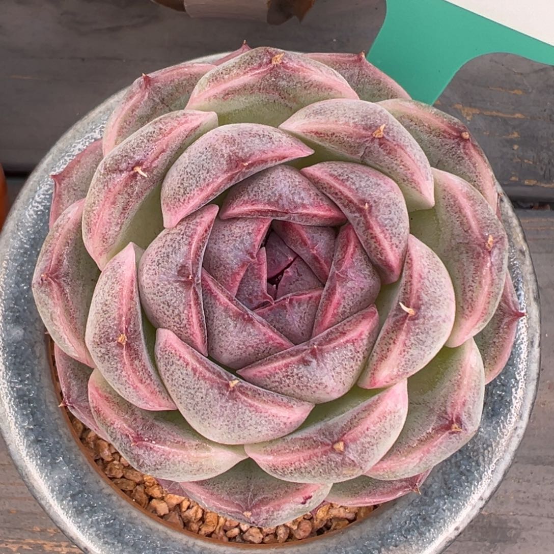 多肉一物一拍0306-174